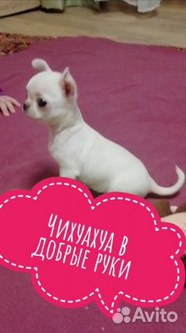 Чихуахуа щенок купить на Зозу.ру - фотография № 1