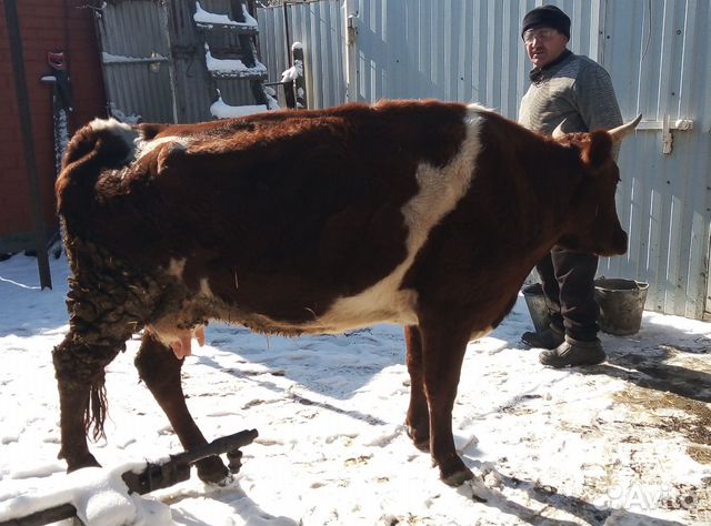 Корова 2 ател с бычком. Бычку 1 месяц 7 дней купить на Зозу.ру - фотография № 1