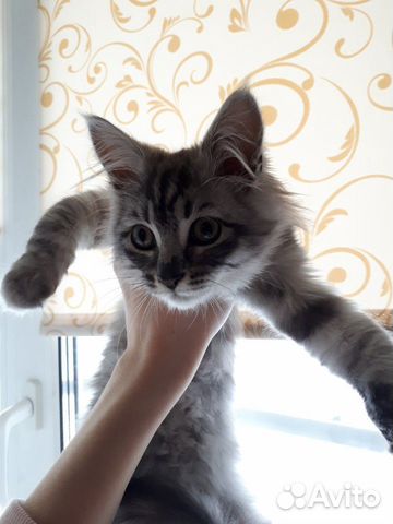 Кошка Мэйн Кун купить на Зозу.ру - фотография № 4