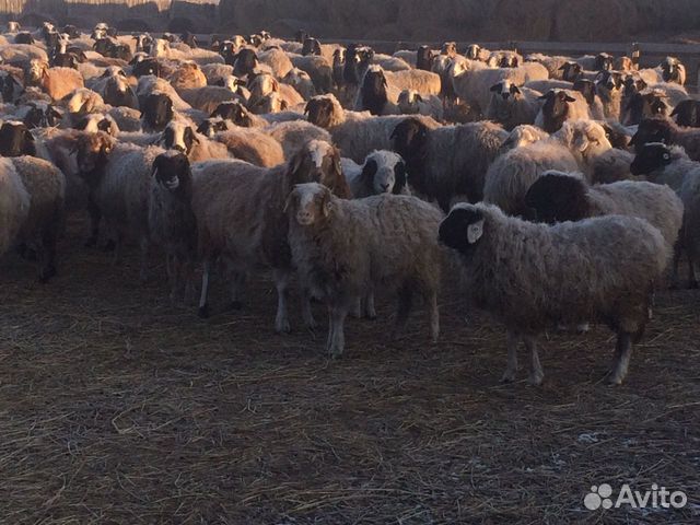 Овцы - ярки купить на Зозу.ру - фотография № 2