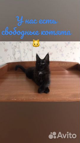 Котята породы Мейнкун