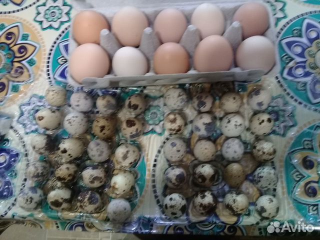 Яйцо перепелиное,куриное,гусиное,индоутиное купить на Зозу.ру - фотография № 1