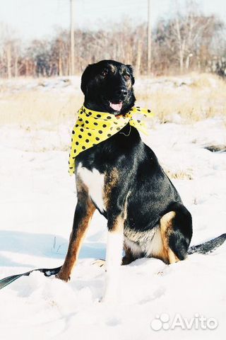 Необычного окраса собака Гера в дар купить на Зозу.ру - фотография № 5