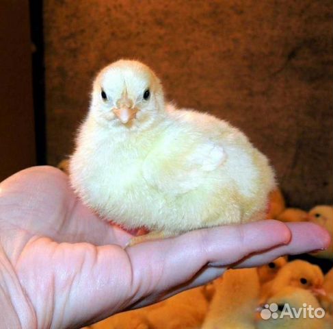 Суточные цыплята бройлера купить на Зозу.ру - фотография № 1