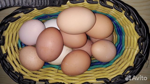 Яйцо для инкубации купить на Зозу.ру - фотография № 3