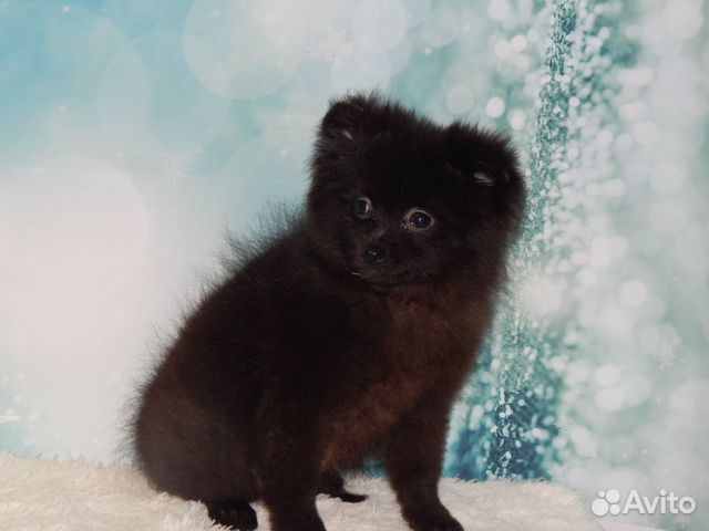 Девочка малого шпица