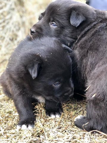 Очаровательные щенки купить на Зозу.ру - фотография № 5