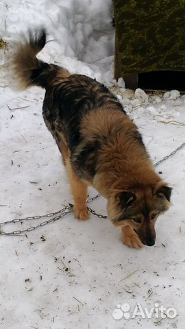 Собака ко двору купить на Зозу.ру - фотография № 2