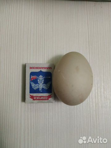 Инкубационное яйцо купить на Зозу.ру - фотография № 5