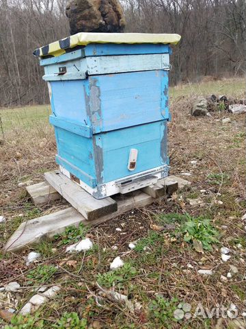 Пчёлы, улики купить на Зозу.ру - фотография № 2