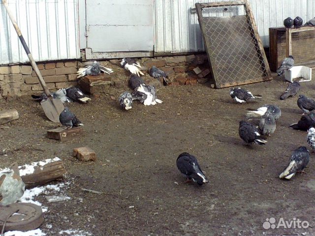 Серпастые голуби купить на Зозу.ру - фотография № 3