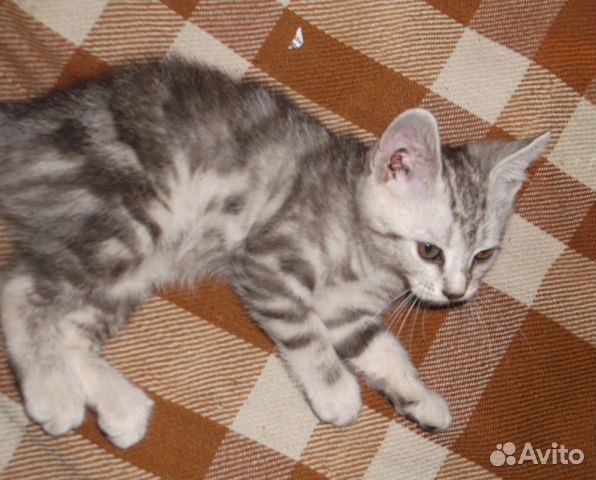 Воспитанные котята от кошки-мышеловки купить на Зозу.ру - фотография № 7
