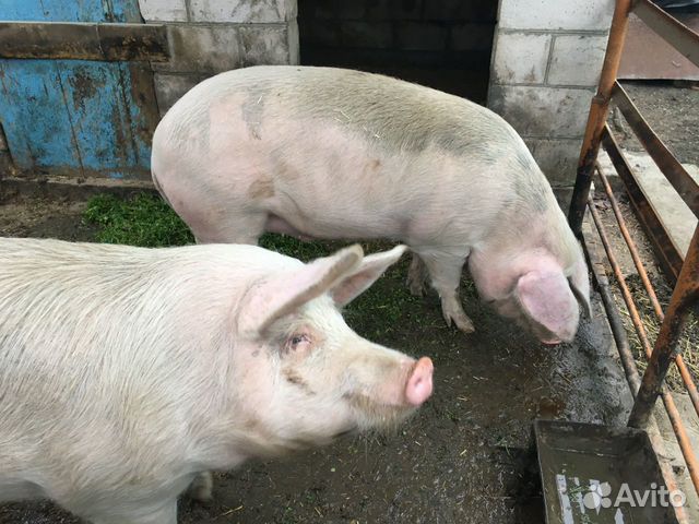 Продаются свиньи на мясо купить на Зозу.ру - фотография № 4