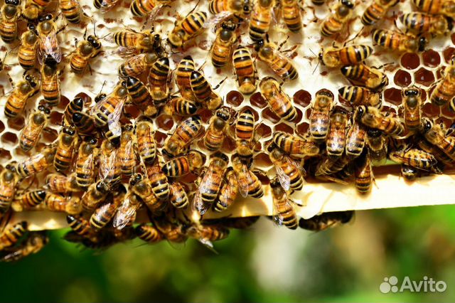 Пчелосемьи, отводки купить на Зозу.ру - фотография № 1
