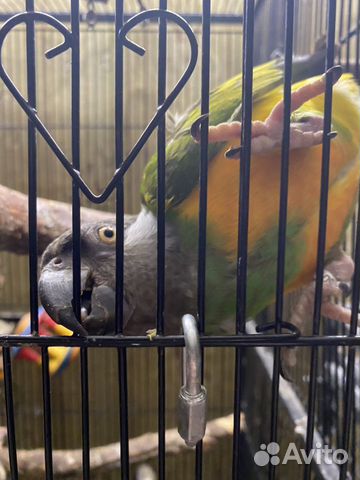 Сенегальские попугаи пара купить на Зозу.ру - фотография № 2