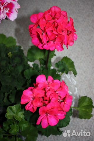 Пеларгонии