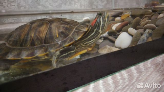 Черепаха+аквариум купить на Зозу.ру - фотография № 4