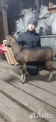 Козлик получех 2,5 мес купить на Зозу.ру - фотография № 1