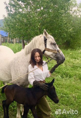Продам лошадь (возможно жеребая) или обменяю на сн купить на Зозу.ру - фотография № 3