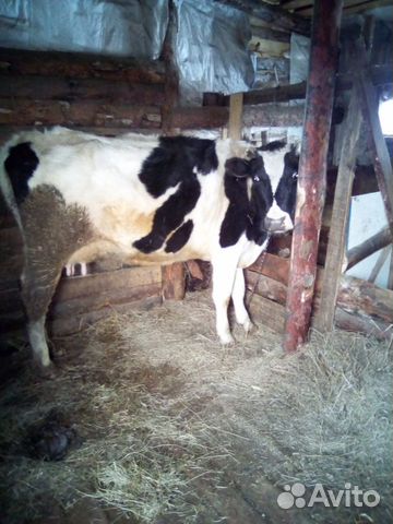 Продам корову купить на Зозу.ру - фотография № 3