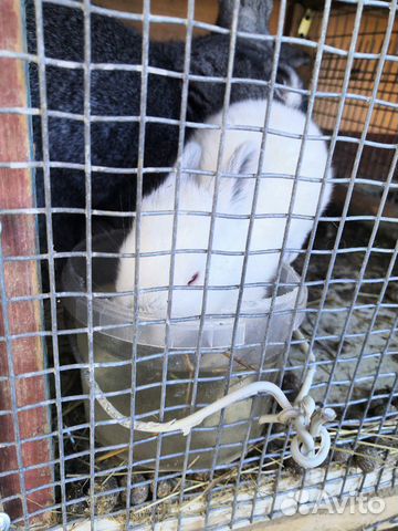 Кролики (великаны, калифорнийские) купить на Зозу.ру - фотография № 2