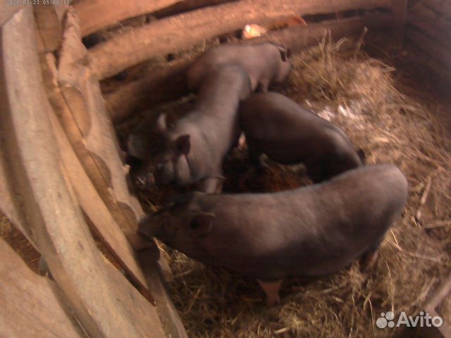 Бык, свиньи, козочки, яйцо гусиное, утиное купить на Зозу.ру - фотография № 7