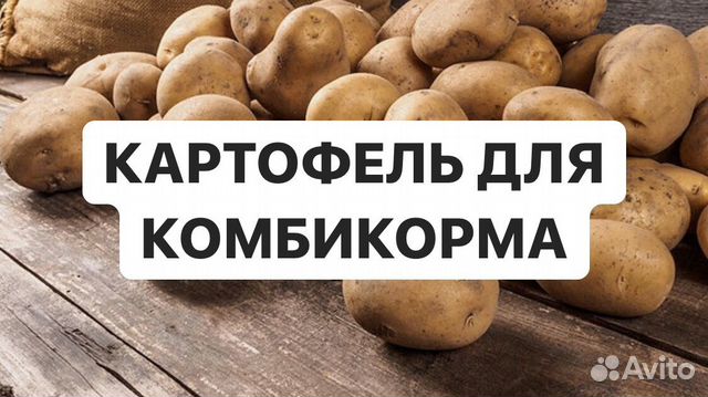 Картофель для комбикорма купить на Зозу.ру - фотография № 1