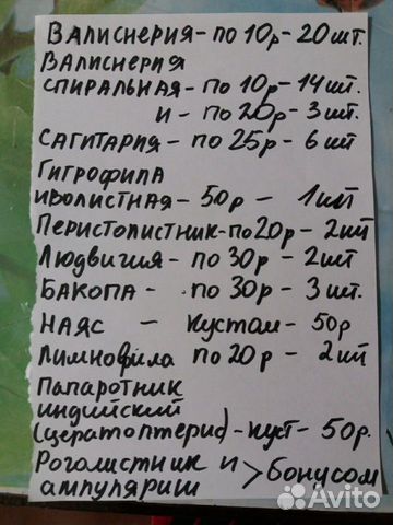 Аквариумные растения купить на Зозу.ру - фотография № 8