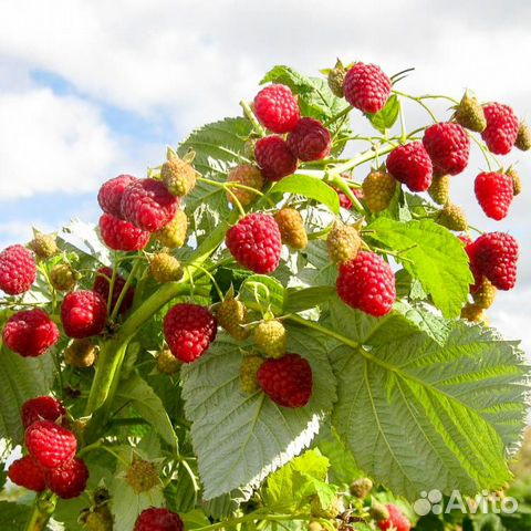 Рассада малины, клубники