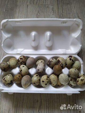 Яйцо Перепелиное купить на Зозу.ру - фотография № 1
