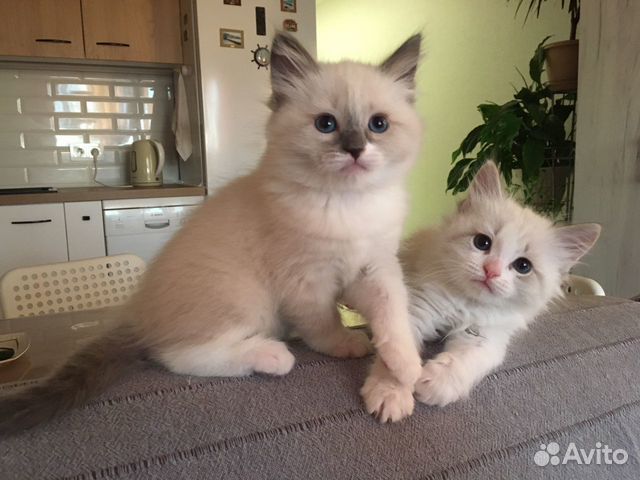 Самые невские маскарадные котята Самые невские маскарадные котята