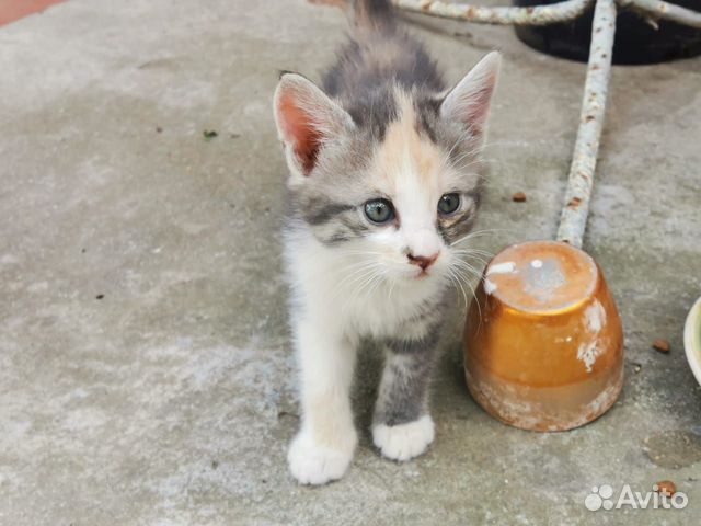 Отдадим умную, красивую кошечку и котенка