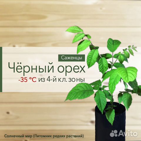 Черный орех саженцы (Juglans nigra L.) Черный орех саженцы (Juglans nigra L.)