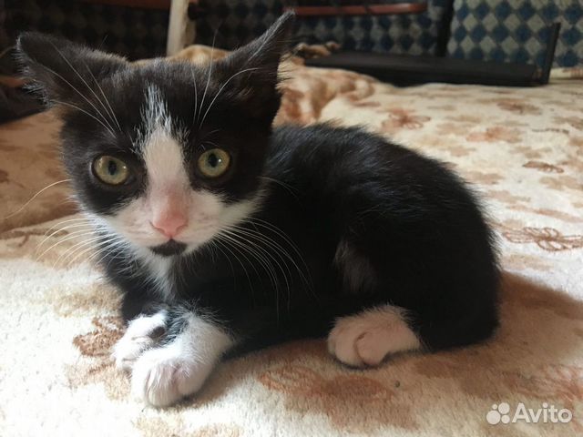 Котята в добрые руки Котята в добрые руки