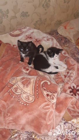 Котята в добрые руки Котята в добрые руки