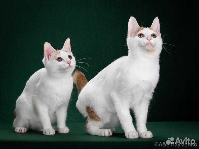 Котик японский бобтейл