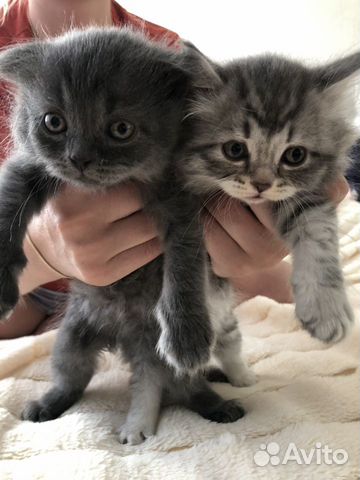 Шотландские котята Шотландские котята
