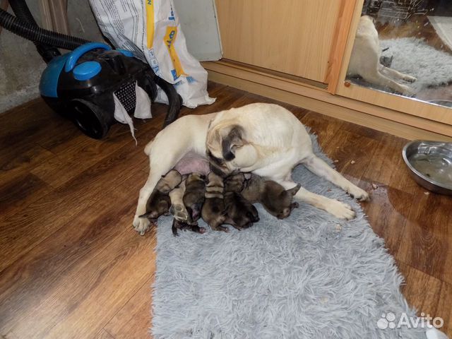 Щенки мопса