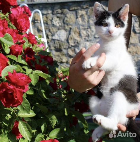 Котёнок Шило в Поиске Семьи Котёнок Шило в Поиске Семьи