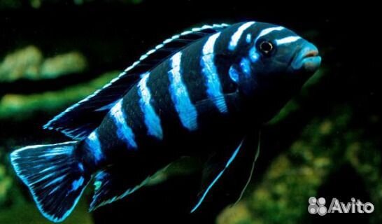 Молодь малавийских цихлид: псевдотрофеус демасони