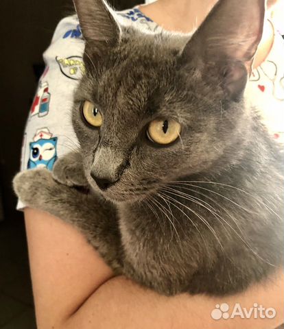 Кошечка в добрые руки