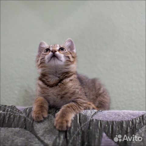 Котёнок в ласковые руки Котёнок в ласковые руки
