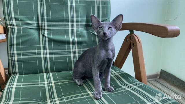 Ориентальные котята Ориентальные котята
