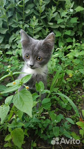 Котята Котята