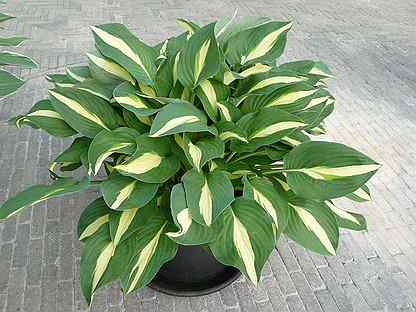 Хоста Hosta Risky Business