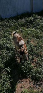 Дойная нубийская коза - фотография № 8