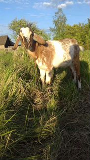 Нуйбийские козы - фотография № 1