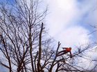 Удаление, спил деревьев, измельчитель веток Ростов объявление продам