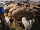 Фермерское хозяйство в Крыму 88 га объявление продам