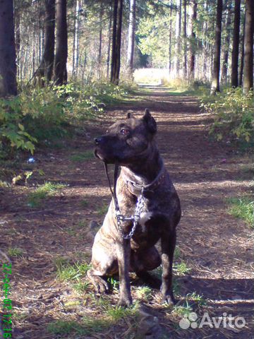 Дрессировка собак